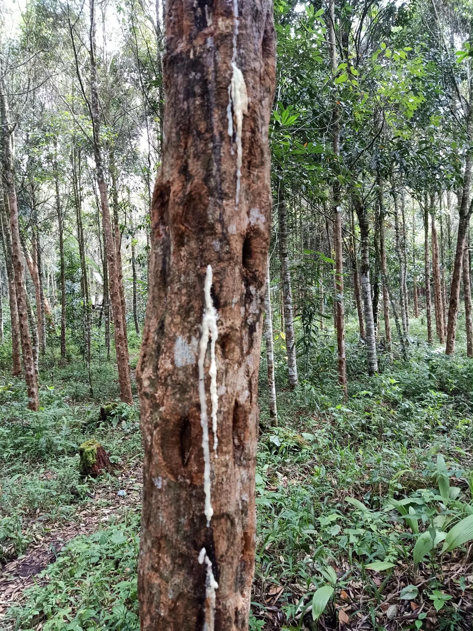 The Art of Tapping Tree Tears